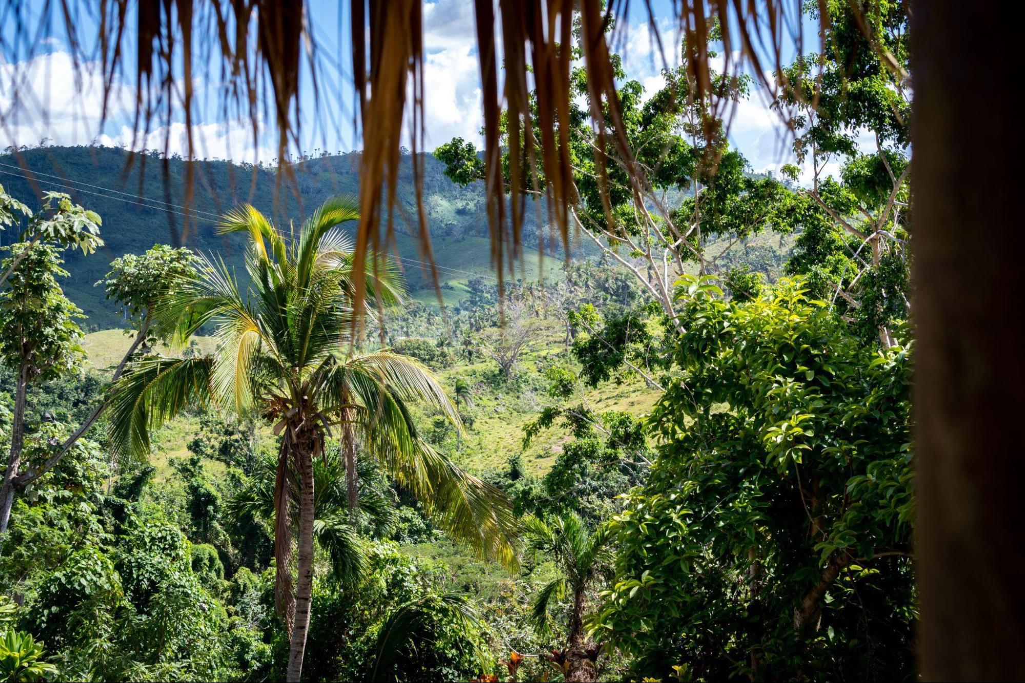 flores de republica dominicana