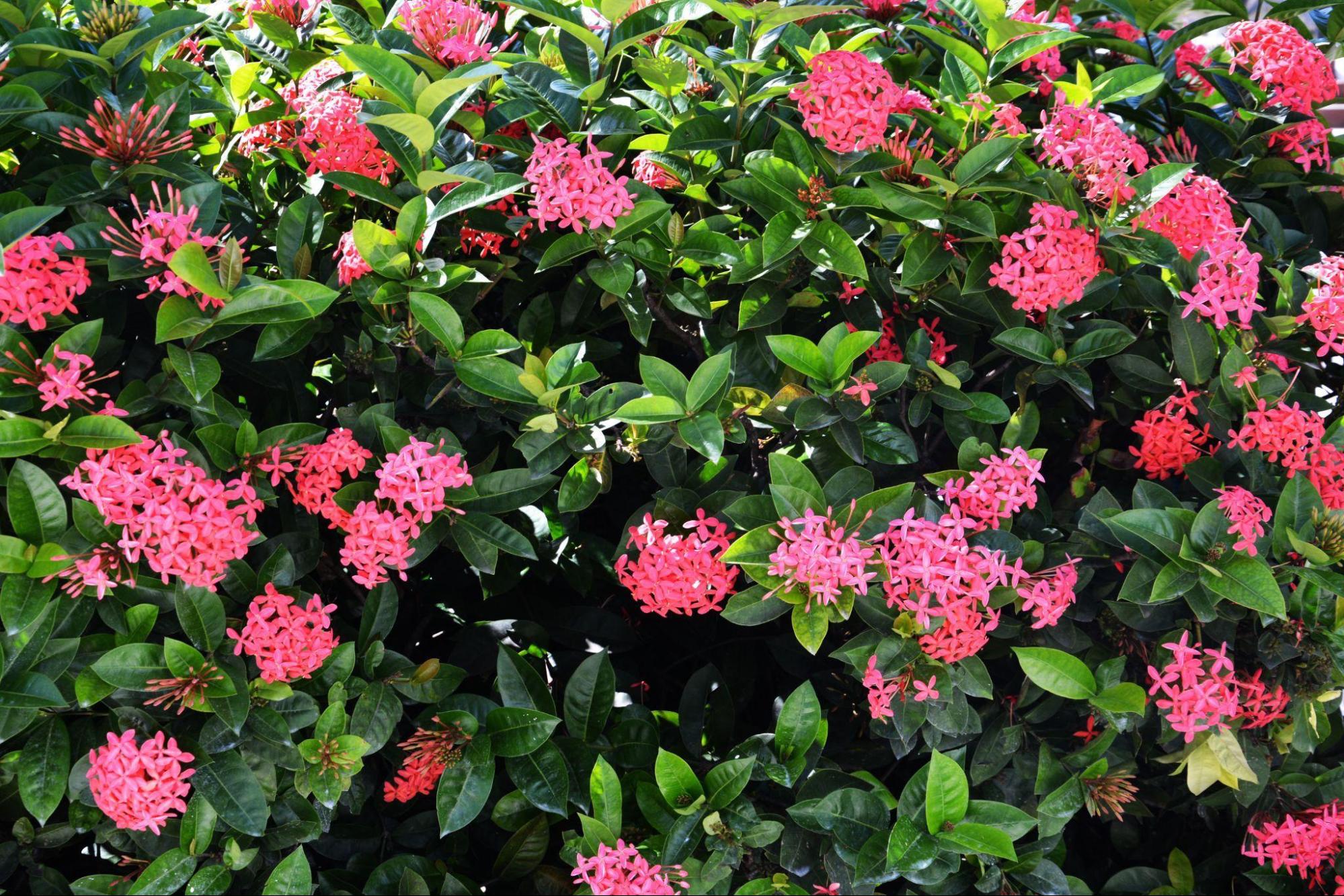 flora dominicana