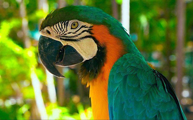 Fauna de República Dominicana | Cayo Levantado Resort